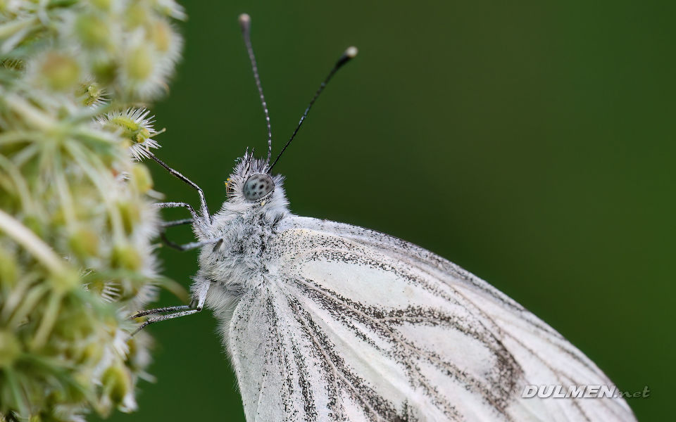 Green-Veined White (Pieris napi)